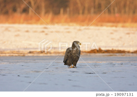 オジロワシ 19097131