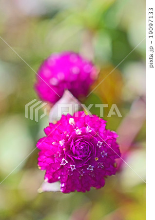 センニチコウ（千日紅） 19097133