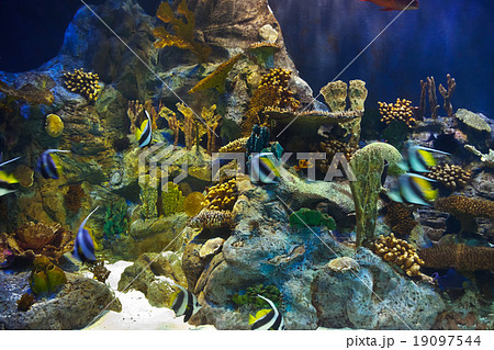 Fishes and corals reef in Aquarium 19097544