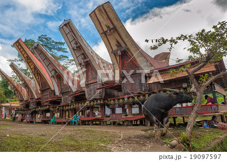 Tongkonan houses, traditional Torajan buildings 19097597