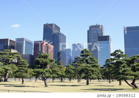 大手町ビルディング群と松 大手町ビルディング群と松 19098312