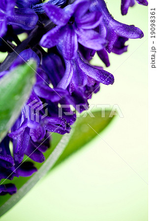 blue hyacinth blue hyacinth 19098361