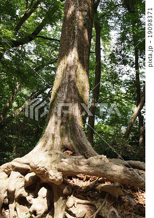 高尾山 変な木 の写真素材