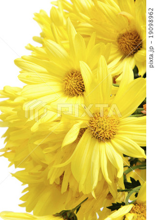 yellow gerbera daisies 19098962