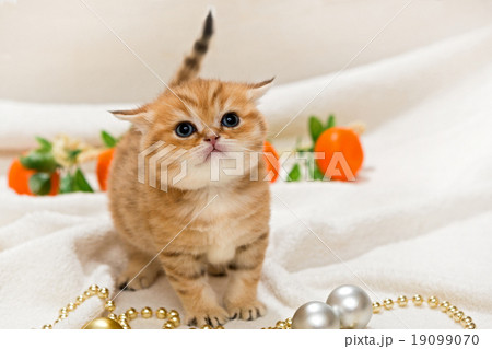 Small kitten and Christmas toys Small kitten and Christmas toys 19099070