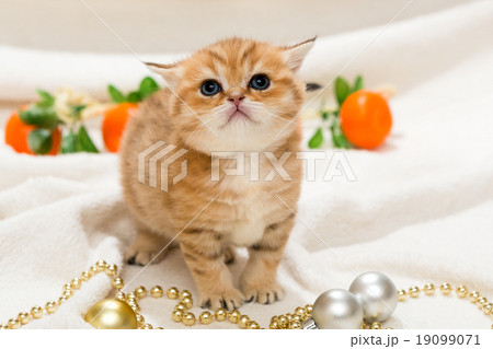 Small kitten and Christmas toys 19099071