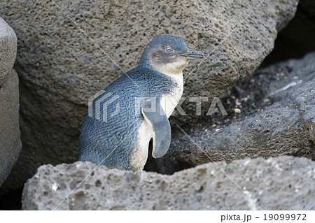 Little penguin returning from sea to the nesting 19099972