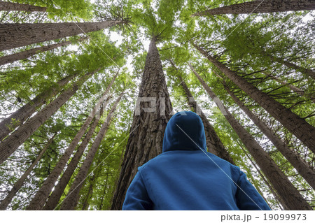 Man looking up in a forest 19099973