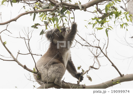 Koala picking eucalyptus leaves to eat 19099974