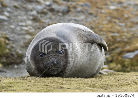 ミナミゾウアザラシの子ども　サウスジョージア島 19100974