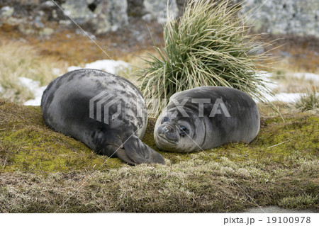 ミナミゾウアザラシの子ども　サウスジョージア島 19100978