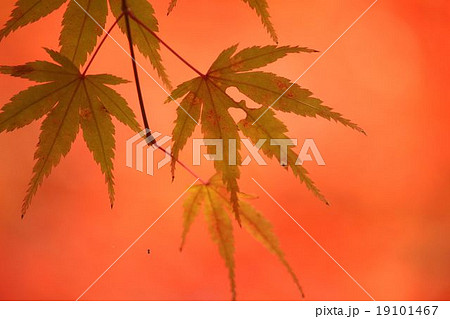 サーモンピンクの紅葉 19101467