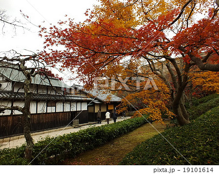 伊豆 熱海 MOA美術館 紅葉 茶の庭 伊豆 熱海 MOA美術館 紅葉 茶の庭 19101614