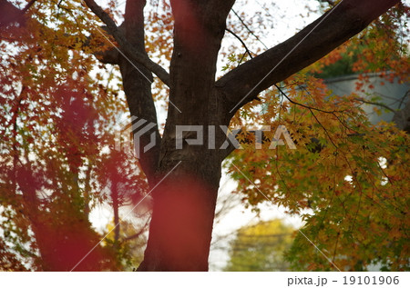 秋もみじ 19101906