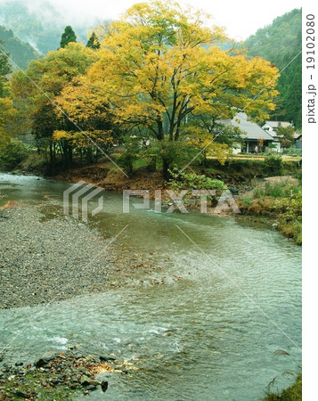 朽木小川戸谷の紅葉 朽木小川戸谷の紅葉 19102080