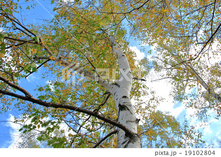 白樺の紅葉　黄色に染まる白樺 19102804