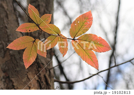 チョウジャノキ紅葉 チョウジャノキ紅葉 19102813