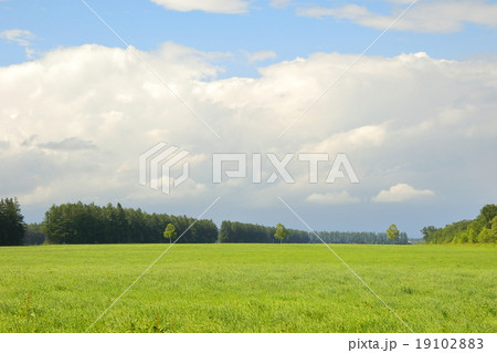 北海道十勝の広大な大地　牧草地の風景 19102883