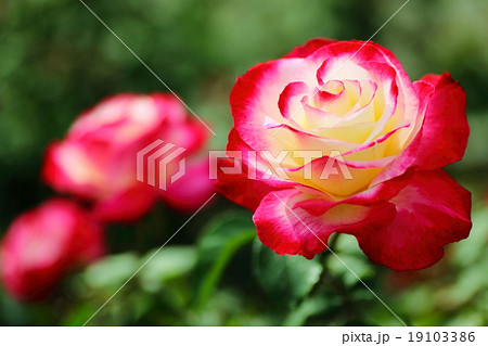 ダブルデライト 19103386