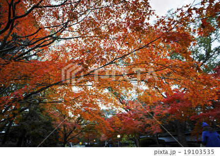 旧細川刑部邸のライトアップ紅葉 旧細川刑部邸のライトアップ紅葉 19103535