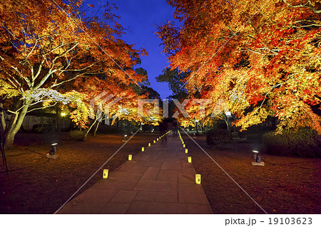 旧細川刑部邸のライトアップ紅葉の写真素材