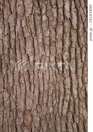 木の幹のテクスチャの写真素材