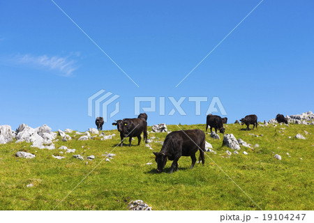 四国カルスト 四国カルスト 19104247