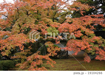 京都の紅葉 19104266