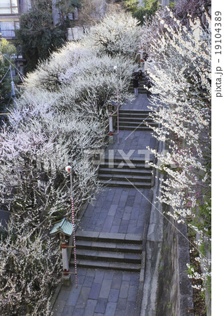 梅の花　東京・湯島天神女坂 19104389