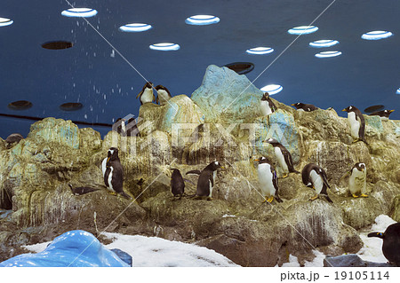 Penguins on the artificial glacier in Loro Park Penguins on the artificial glacier in Loro Park 19105114