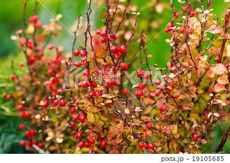 Barberry berries on bush in autumn season Barberry berries on bush in autumn season 19105685
