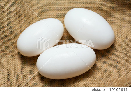 Crocodile eggs on burlap Crocodile eggs on burlap 19105811