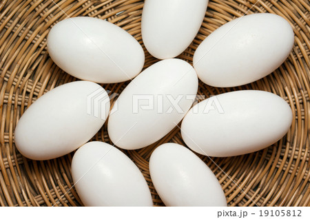 Pile of crocodile eggs 19105812