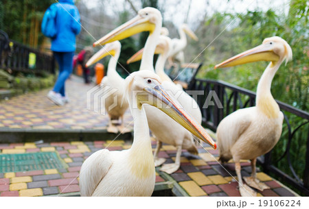 Group of pelicans in zoo Group of pelicans in zoo 19106224