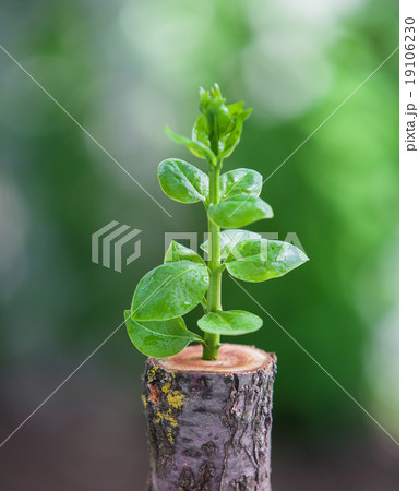 Young tree seedling grow from stump, 19106230