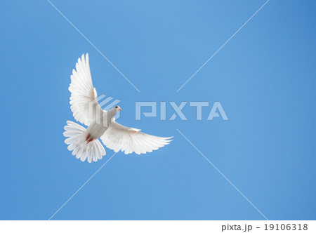 White dove flying in the sky 19106318