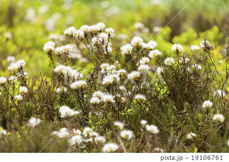 Wild Rosemary 19106761