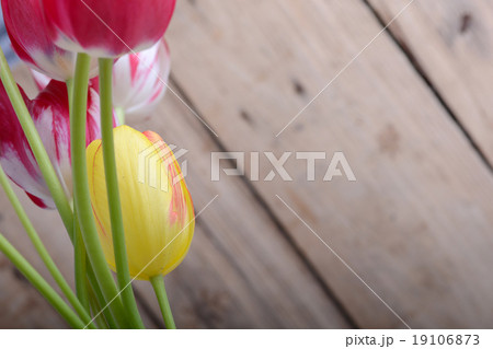 red tulips and yellow flower tulip 19106873