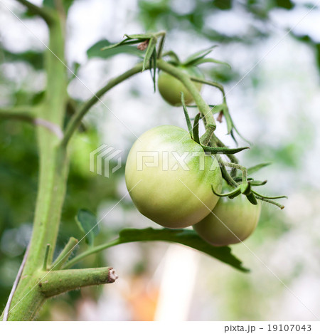 Green tomato in hothouse 19107043