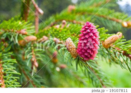 Spruce tree branch with young cones Spruce tree branch with young cones 19107811