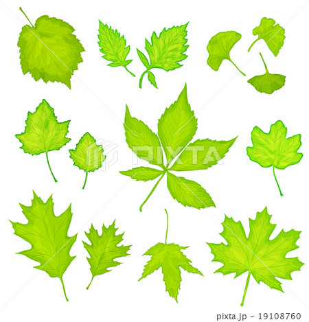 green leaves isolated background 19108760