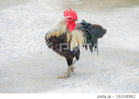 chicken bantam, Thailand chicken bantam, Thailand 19108962