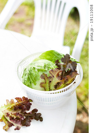 Lettuce salad in spinner 19111008