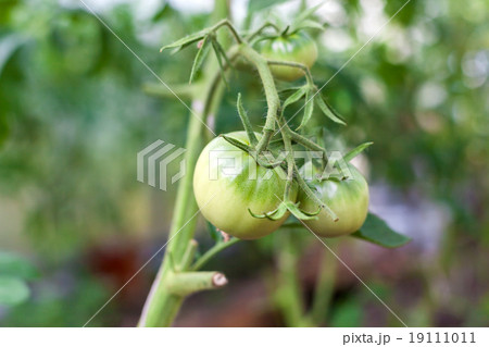 Green tomato in hothouse Green tomato in hothouse 19111011