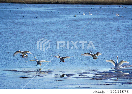 藻琴湖 白鳥 網走市 の写真素材