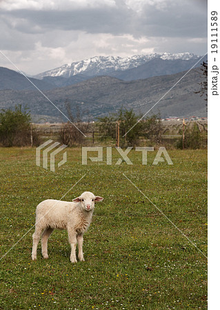 Young sheep on a mountains background 19111589