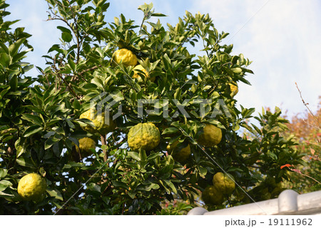 オニユズ オニユズ 19111962