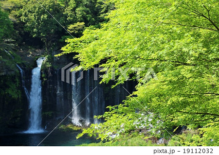 新緑の楓と白糸の滝 19112032