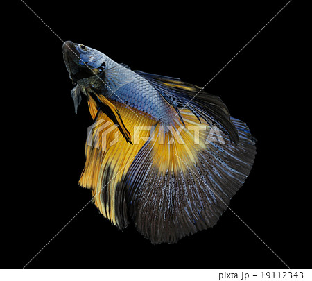 Betta fish, siamese fighting fish Betta fish, siamese fighting fish 19112343