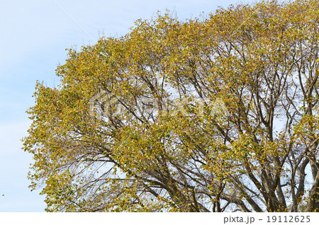 晩秋の大コブシ（辛夷） 19112625